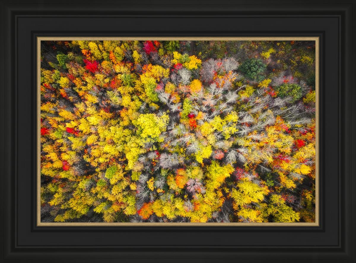 Sacred Grove Autumn From Heaven