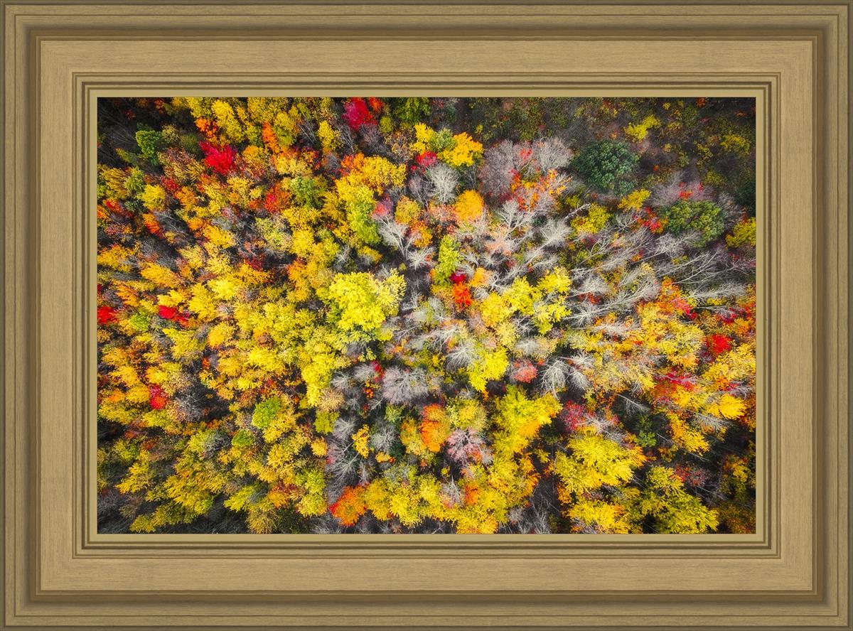 Sacred Grove Autumn From Heaven