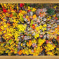 Sacred Grove Autumn From Heaven
