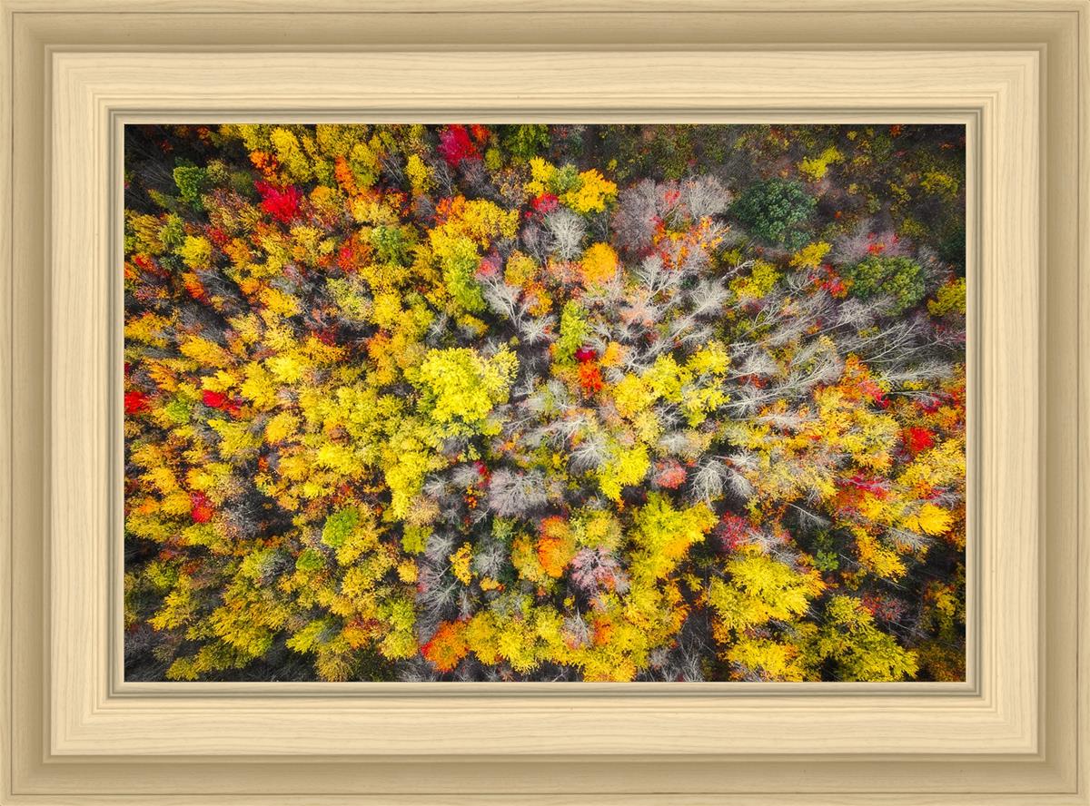 Sacred Grove Autumn From Heaven