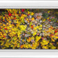 Sacred Grove Autumn From Heaven