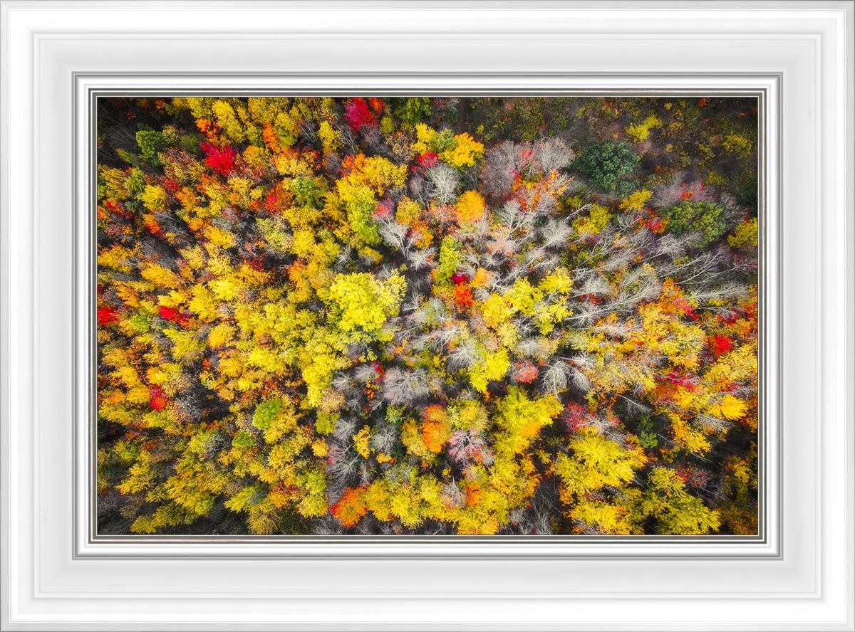 Sacred Grove Autumn From Heaven