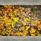 Sacred Grove Autumn From Heaven