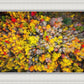 Sacred Grove Autumn From Heaven