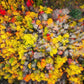 Sacred Grove Autumn From Heaven