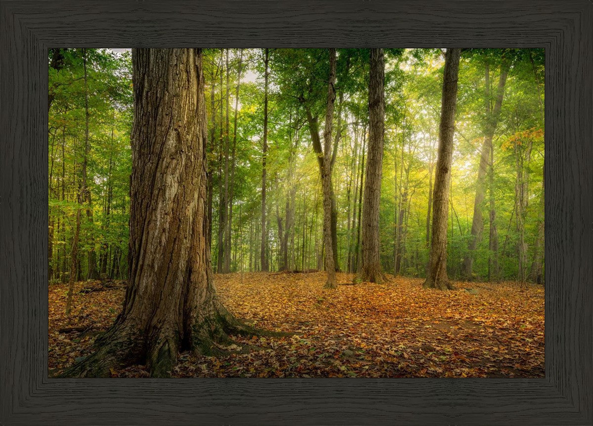 Oh How Lovely was the Morning