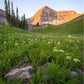 The Meadow
