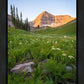 The Meadow