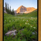 The Meadow