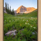 The Meadow