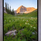The Meadow