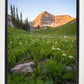 The Meadow