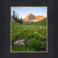 The Meadow