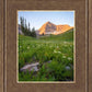 The Meadow