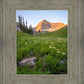 The Meadow