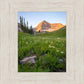 The Meadow