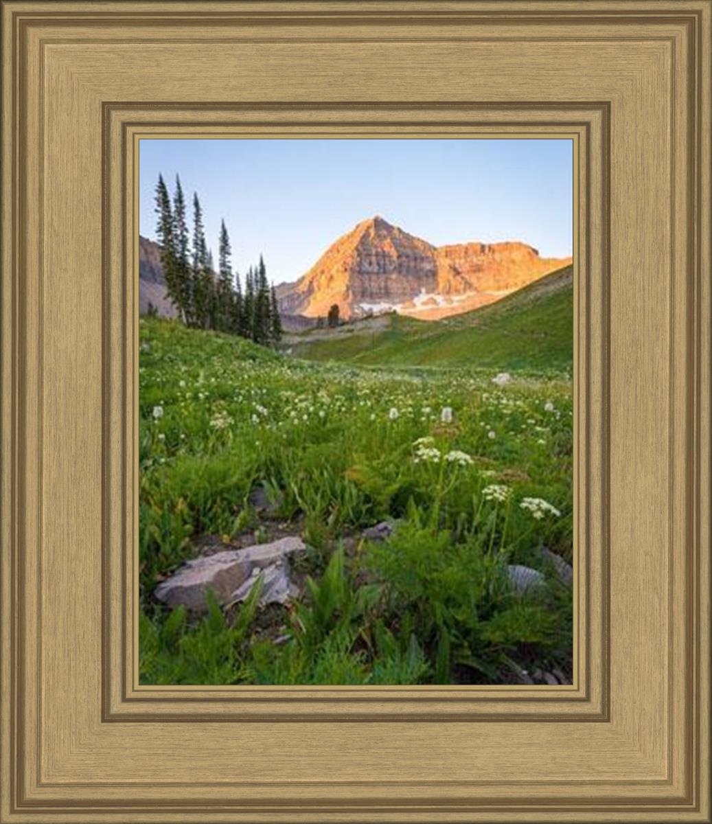 The Meadow