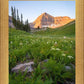 The Meadow