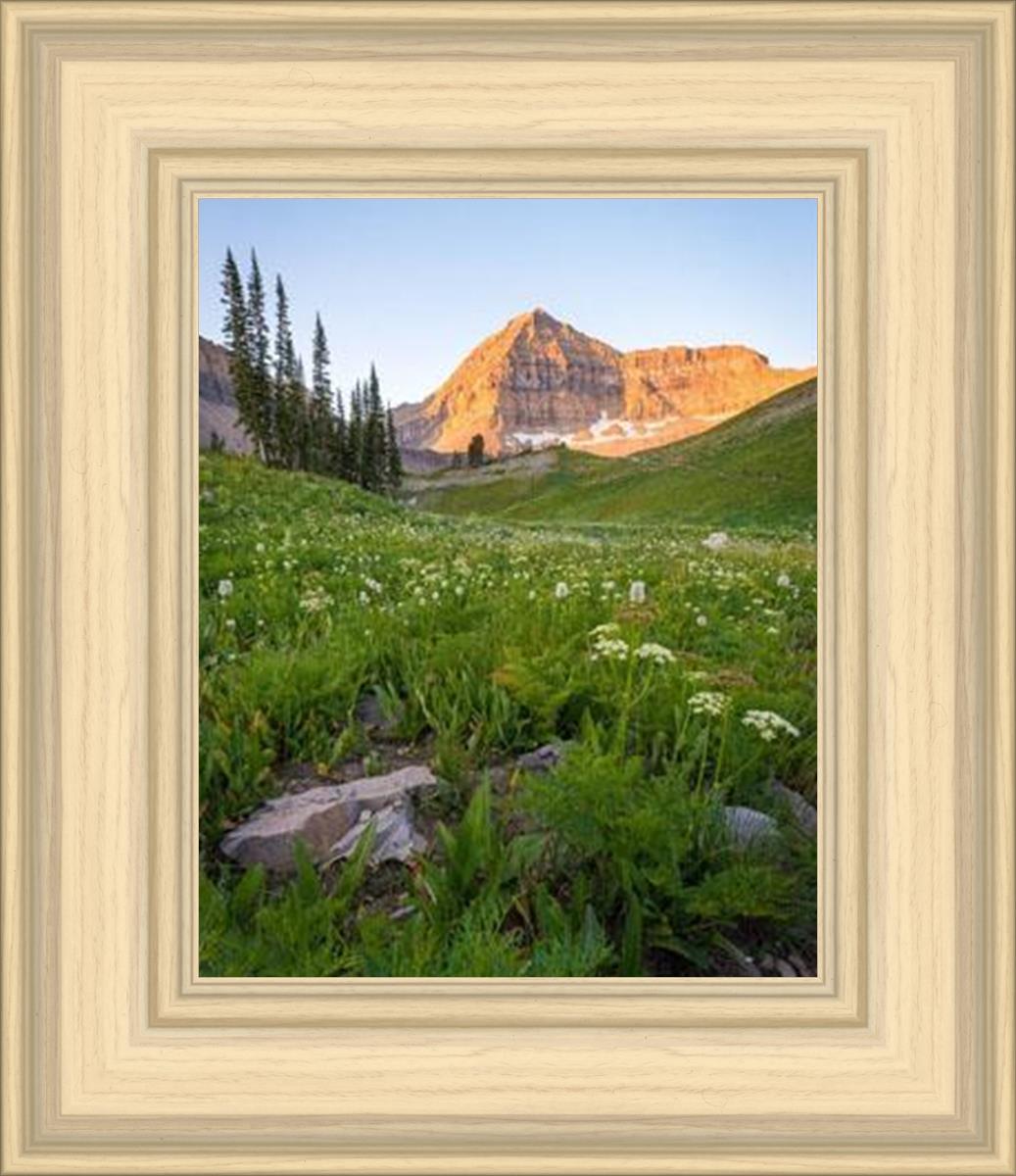 The Meadow