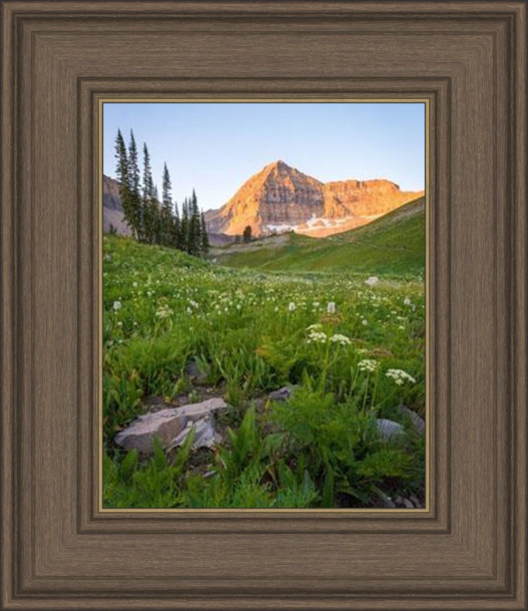 The Meadow