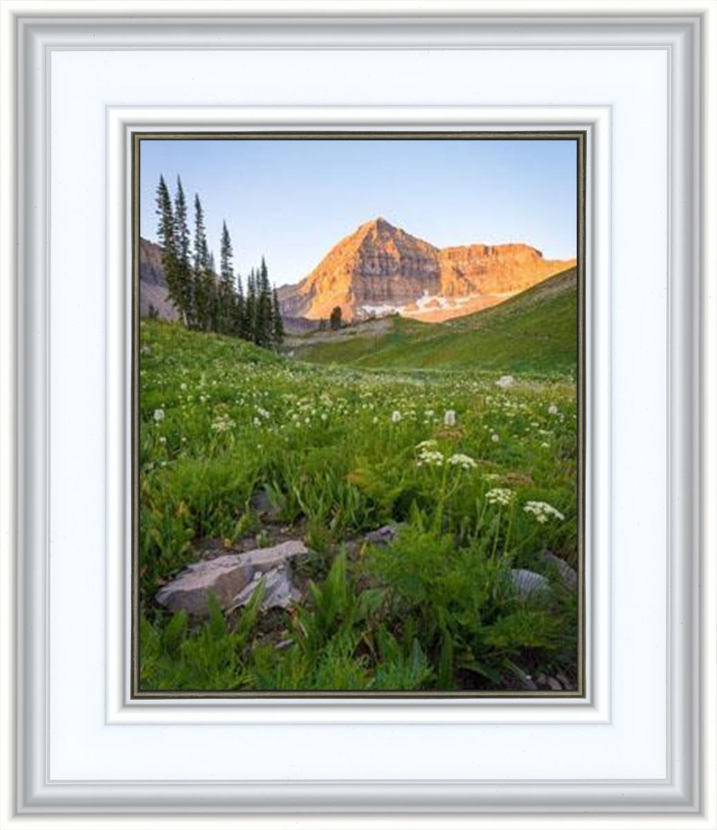 The Meadow
