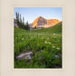 The Meadow