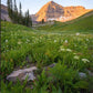 The Meadow