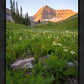 The Meadow