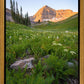 The Meadow