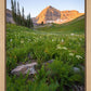 The Meadow