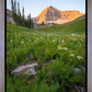 The Meadow