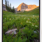 The Meadow