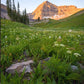 The Meadow