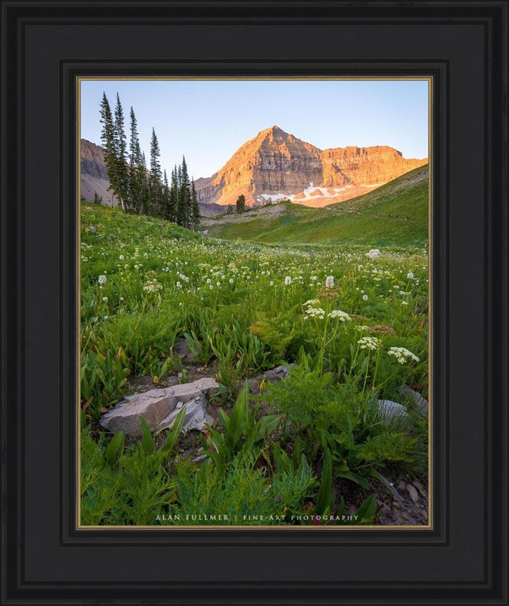 The Meadow