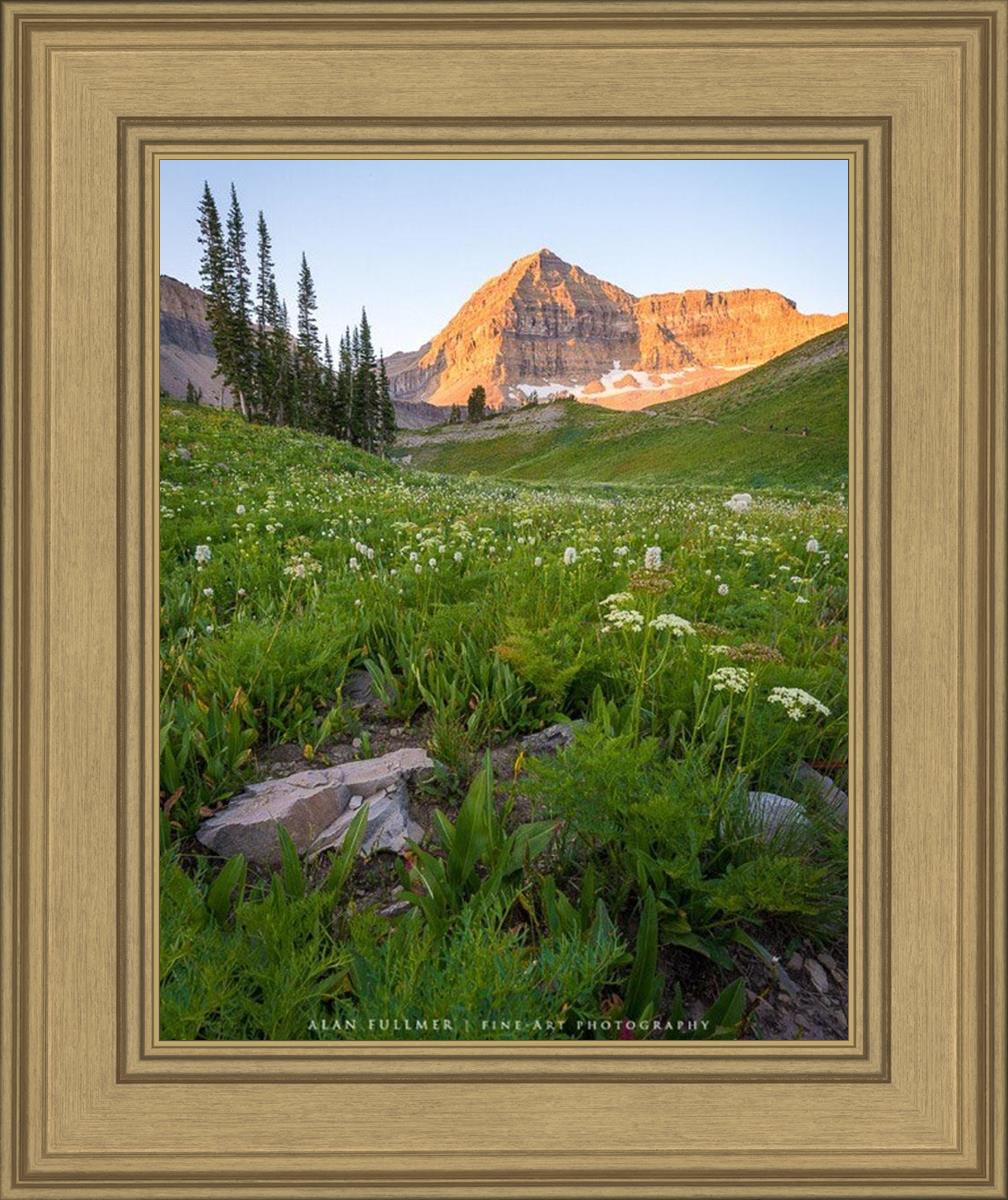 The Meadow