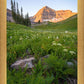 The Meadow