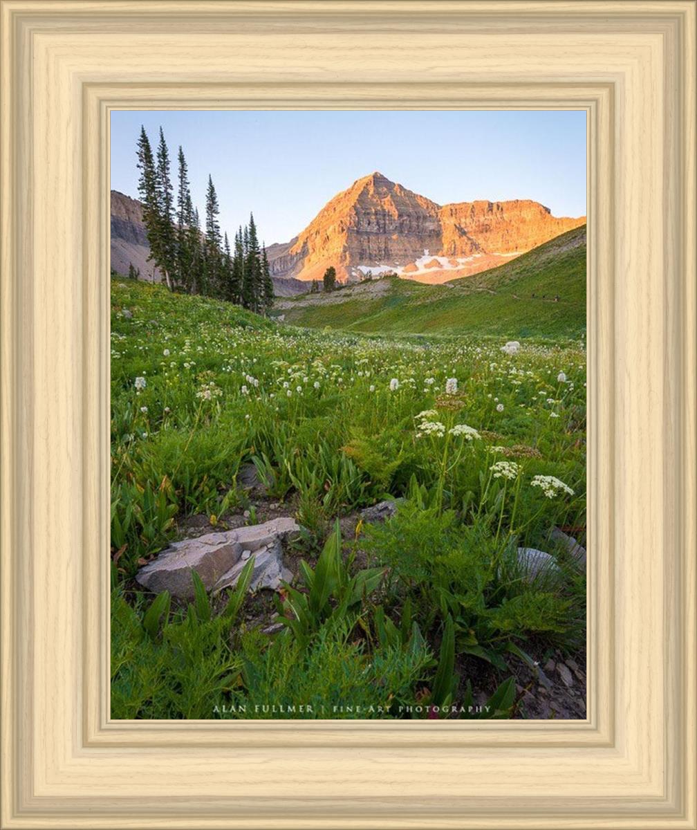 The Meadow