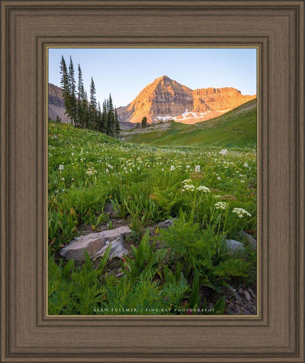 The Meadow