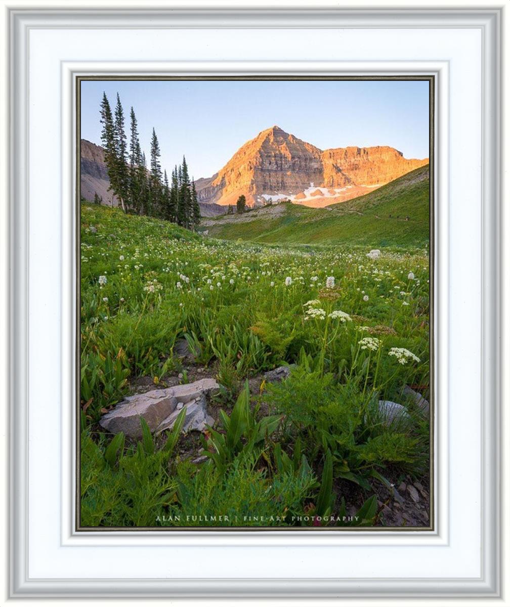The Meadow