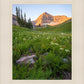 The Meadow