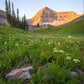 The Meadow