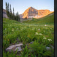 The Meadow
