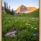 The Meadow
