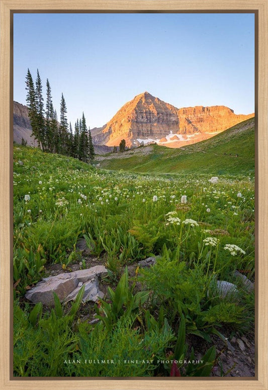 The Meadow