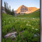 The Meadow