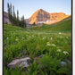 The Meadow