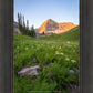 The Meadow