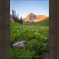 The Meadow