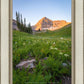 The Meadow