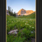 The Meadow